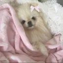 ୨୧  pup   𝟏𝟖+