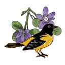 Lignum Vitae x Makaira ludus