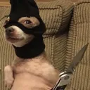 Dogwifknife server