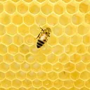 The IcyBee Hive