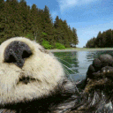 we love /otters