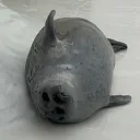 ちよぴな鯖３