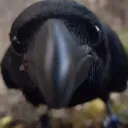 !𝙲𝚛𝚘𝚠 𝙲𝚛𝚎𝚠!