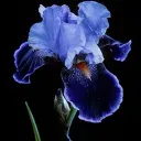 Irises