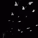 𝐰𝐢𝐥𝐝𝐥𝐲