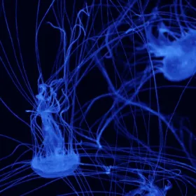 CXD — мониторинг Discord сервера, статистика и рейтинг