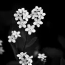 ♥ 𝕽𝖍𝖎𝖎'𝖘 𝕮𝖍𝖆𝖔𝖙𝖎𝖈 𝕱𝖎𝖓𝖉𝖔𝖒 𝕾𝖊𝖗𝖛𝖊𝖗 ♥'s icon