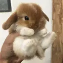 The Bunny Ranch