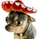 Dogs with Sombrero