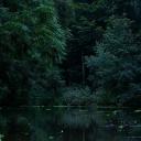 ⋆⸙͎۪۫。 ̊The Secret Forest ̊⸙͎۪۫⋆