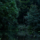 ⋆⸙͎۪۫。 ̊The Secret Forest ̊⸙͎۪۫⋆