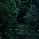 ⋆⸙͎۪۫｡˚The Secret Forest˚⸙͎۪۫⋆