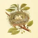 The Birds Nest