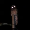 The Great Potoo