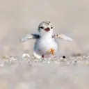 コンパスコテぼ鯖