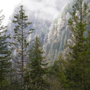 𖠰「 ˙Evergreen .」𖠰 Discord server icon