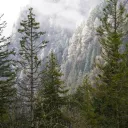 𖠰「 ˙Evergreen .」𖠰 banner