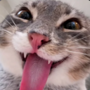 ☾✦ FurRealm — RP✦☽
