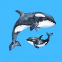 Orca Map Art Company