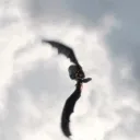 RP HTTYD : Le monde d'après
