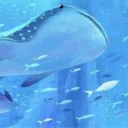 🫧﹒fishy's ocean﹒!!'s icon