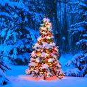 ⊹˙•Snowy Forest•˙⊹