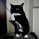 💖🐺Be Hopful 🐱💃 Discord server icon