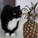 💖😺Be Hopeful✨💖