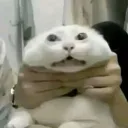 𝓢𝓪𝓷𝓰𝓾𝓲𝓷𝓮's icon