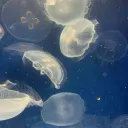 jellyfish・[ 0/1 ]