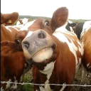 Discovery icon for the.bible.teacher's server Discord server