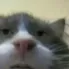 DEDG