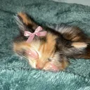 Café du Chat Discord Server Icon