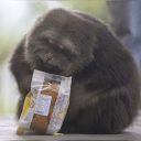 xingxing Discord server icon