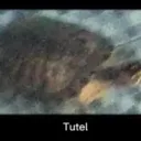 Tutelownia