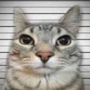 Steal A Brainrot / Cat Comm...