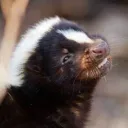 skunk den 🐾