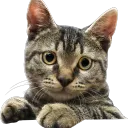 Дискорд для котиков