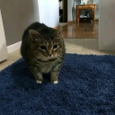 Discovery icon for imgui.cc Discord server