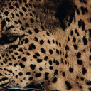 ᶻ 𝗓 𐰁 PETRICHOR ✩๋࣭ ⭑ (STAFF NEEDED) Discord server icon