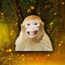 Monkey CSGO - Giveaways & More