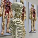 Anatomia ⚕