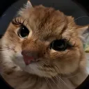✦𝐥𝐚𝐫𝐚𝐥𝐢𝐜𝐢𝐨𝐮𝐬✦