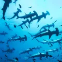 Underwater Pookies's icon