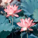 The Lotus Headquarters