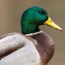 🦆The House Of Ducks🦆