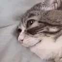 rofls
