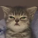 Меошевый приют