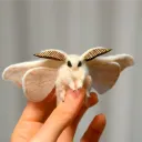 Moth Corp