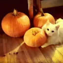GATTO